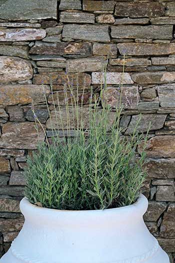 Lavender at the pool bar